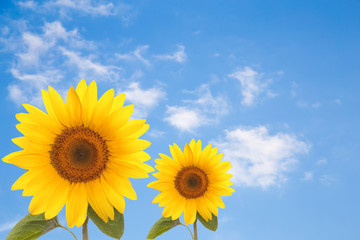 flower sunflower petals isolated white background for design