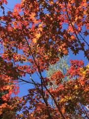 fall colors and blue sky