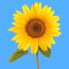 Panele Szklane Podświetlane  kwiat słonecznika