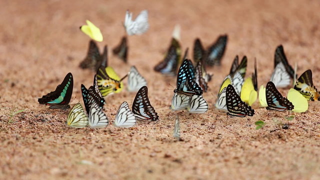 Group of  butterfly on the ground (Common Jay, Graphium antiphates itamputi (Butler),  Small Grass Yellow, Striped Albatross)