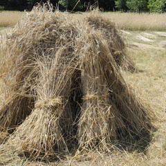 gerbage du blé à l'ancienne