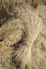 gerbes de blé