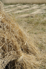 Fototapeta na wymiar moisson dans un champ de blé