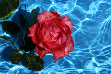 Closeup of a Red Rose in Water