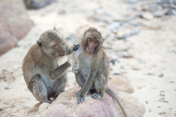 Long-tailed macaque on the sand beach , Thailand