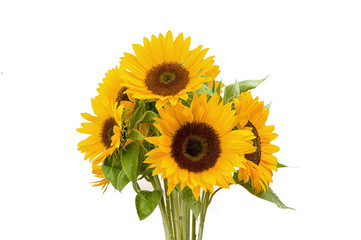 Three sunflower on white background