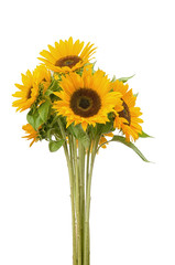 Naklejka premium Three sunflower on white background