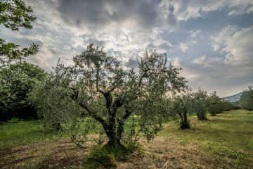 oliveto al tramonto