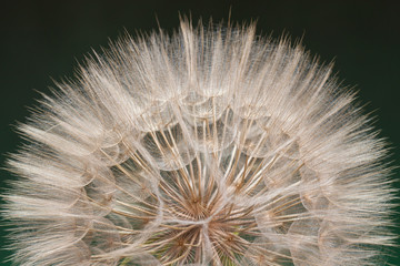 Macro di un soffione gigante. Foto in studio con luce di sfondo verde