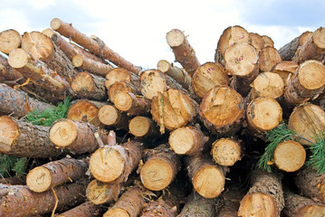 Image of firewood