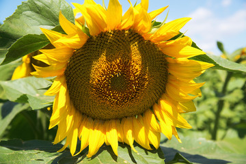 Yellow sunflowers in a field