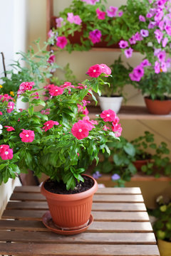 Beautiful balcony with small table and flowers, close-up.