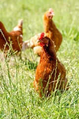 Hühner auf einer Wiese