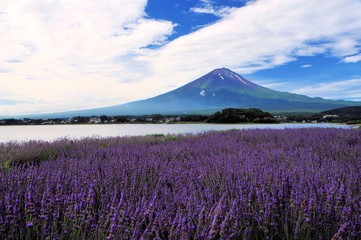 Fototapeta na wymiar 富士山とラベンダー