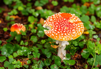 Red Amanita