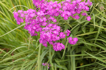 Obraz premium wild carnation