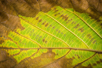 Closed up dried leaf