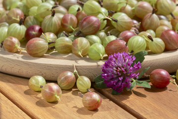 Gooseberries on wooden background and clover