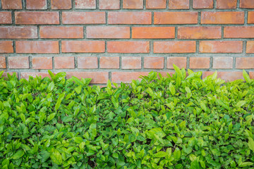 Old brick wall with bush