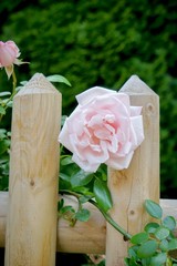 Rosa Rosen, bl&uuml;hend am Holzgartenzaun