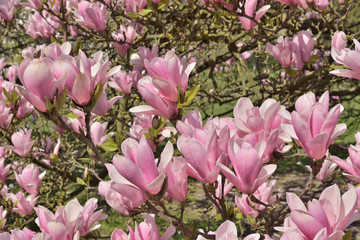 Pink flowers of magnolia