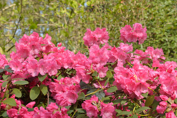 pink rhododendron flowers in park in Brussels, Belgium