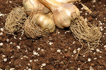 Garlic Bulbs And Soil
