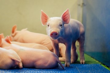 Schweinezucht, junges Ferkel im beheiztem Ruhebereich