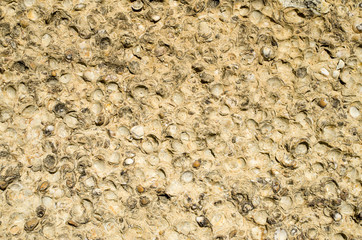 Sediment rock with fossilized seashells