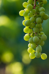 White grapes