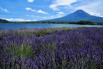 Naklejka na ściany i meble 富士山とラベンダー