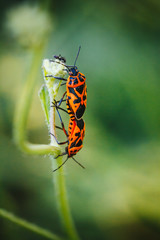 Insects