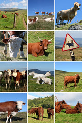 Les vaches du Cantal et de Salers