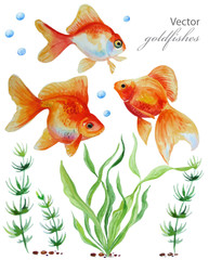 Watercolor vector collection of  hand drawn goldfishes