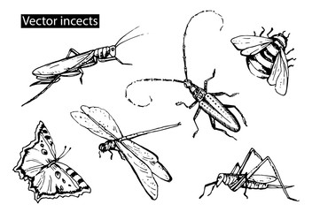Insects sketch decorative icons set with dragonfly, fly, butterf