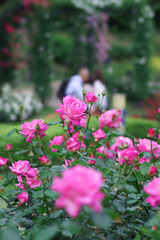 Obraz premium バラ園での出会い