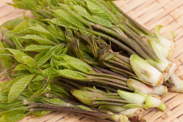 山菜　コシアブラ　