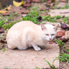 Naklejka na ściany i meble relaxed pretty cat in the garden