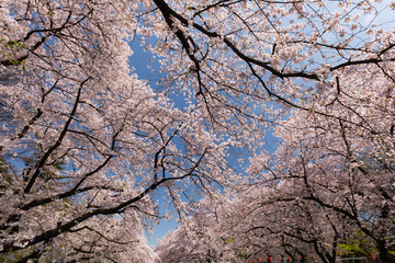 Obraz na płótnie Canvas 上野公園の桜並木　