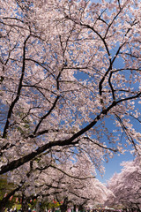 上野公園の桜並木　