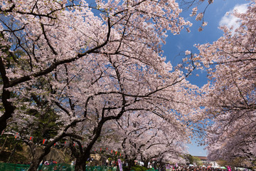 上野公園の桜並木　