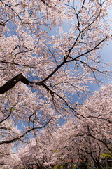 上野公園の桜並木　