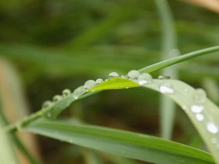 Rain drops on grass blade