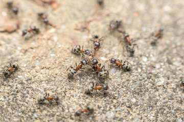 Swarm Of Ants Fights For Food