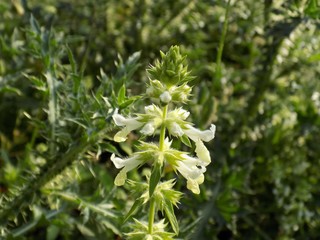 Flowering plant