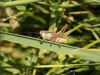 Grasshopper on grass blade