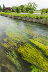 信州・安曇野の清流　
