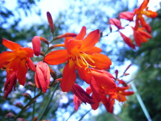 モントブレチアの花