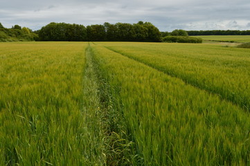 A field of Grain