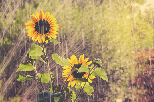 Garden watering, sunflowers